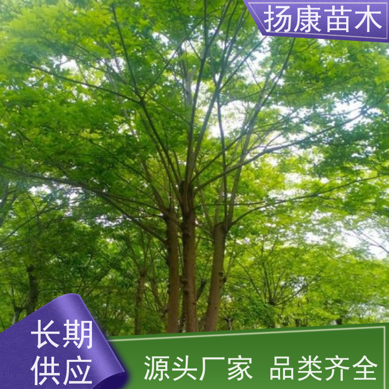 18公分丛生朴树 扬康苗木 自产自销 基地批量供应