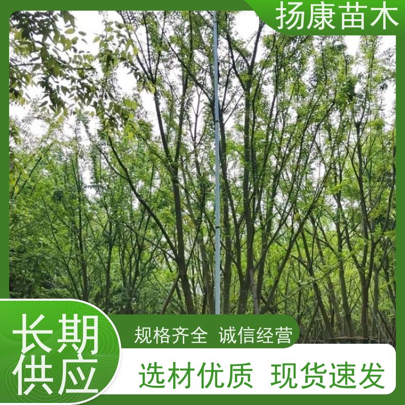 40公分丛生朴树 扬康苗木 公园行道庭荫树 园林工厂矿区绿化树种