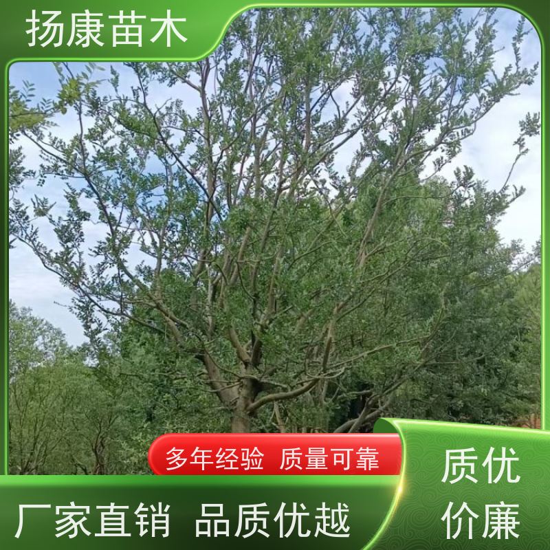 5米丛生朴树 扬康苗木 城市绿化工程行道树 现挖现发 基地直售