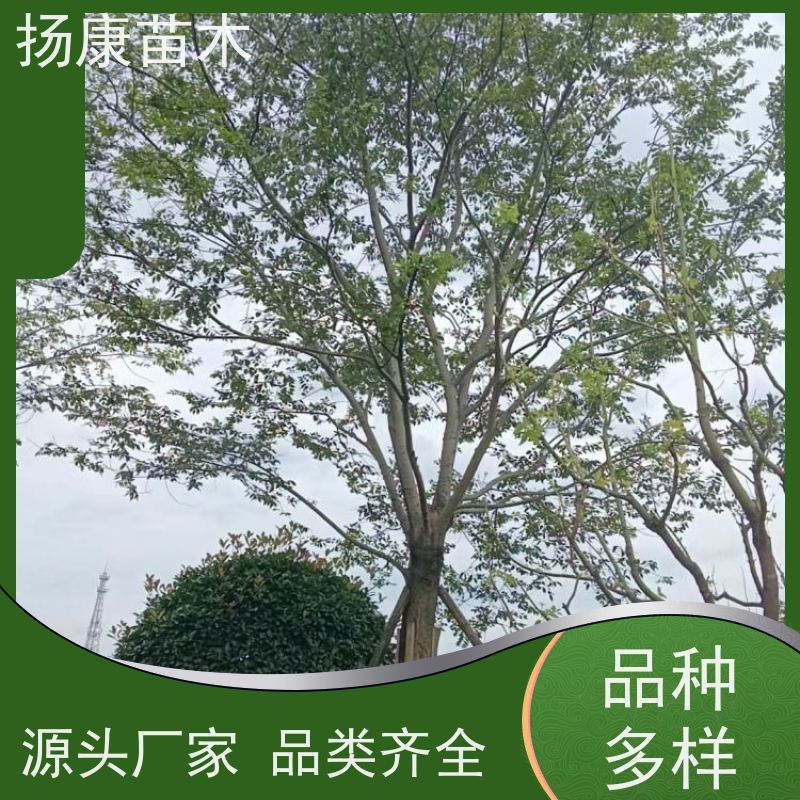 独杆丛生朴树 扬康苗木 园林行道绿化露地栽培 根系发达