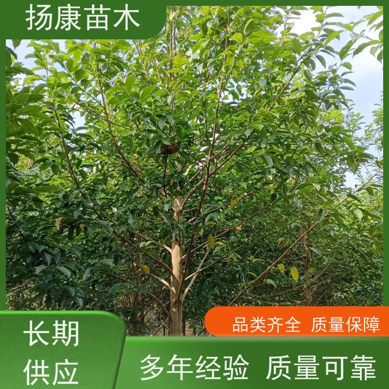 15公分乐昌含笑 花木基地 公园绿化行道树 种类齐全