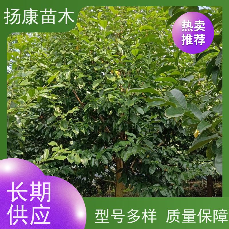 17公分乐昌含笑 树形优美 工厂绿化可用 种类齐全