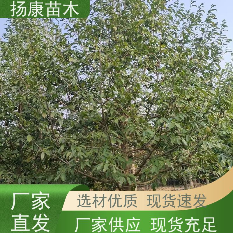 乐昌含笑 竖形常绿灌木绿植适用于园林绿化 源头厂家