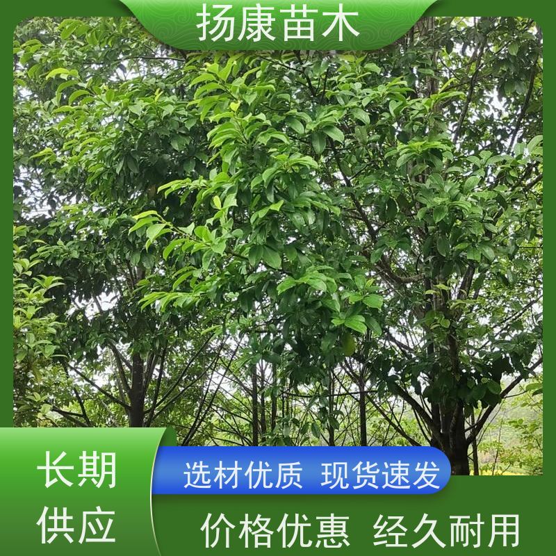 18公分乐昌含笑 园林庭院造景植物 适用性强 实地看苗 