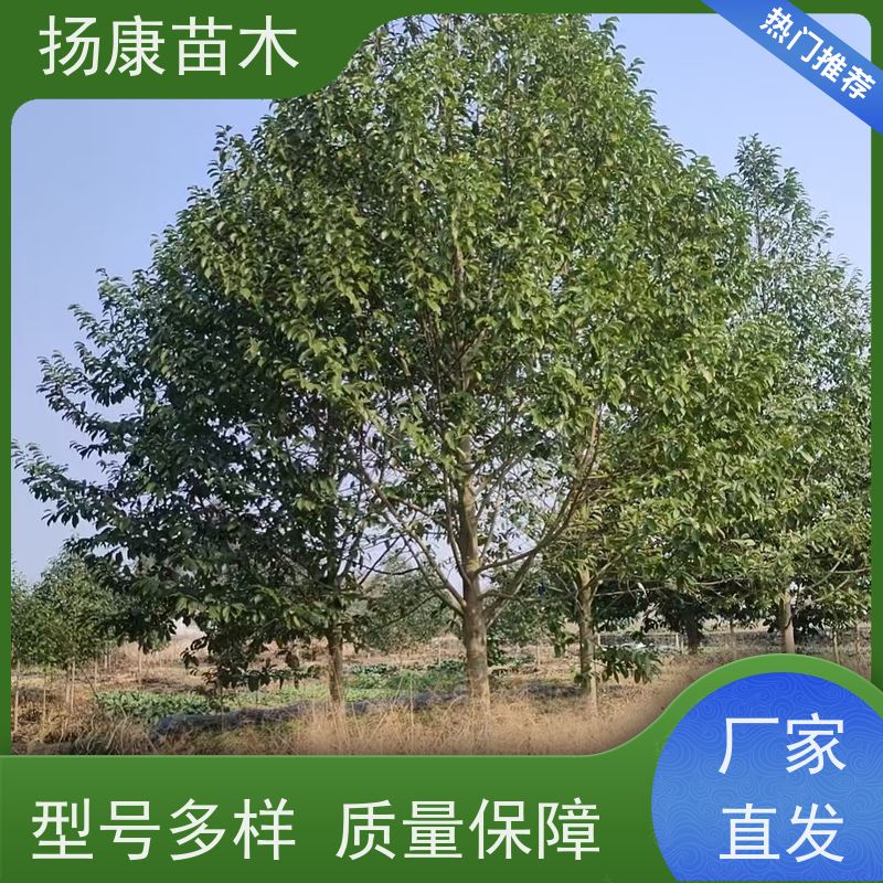 乐 昌含笑 公园绿化 露地种植 适应性强 高成活率