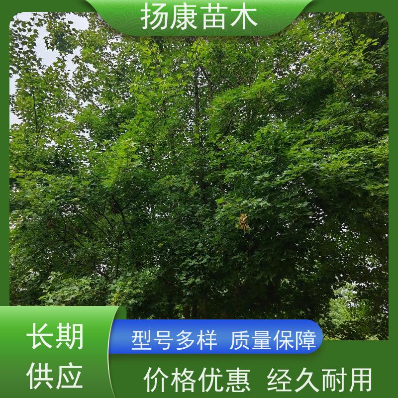 8公分乐昌含笑 园林庭院造景植物 适用性强 现挖现卖