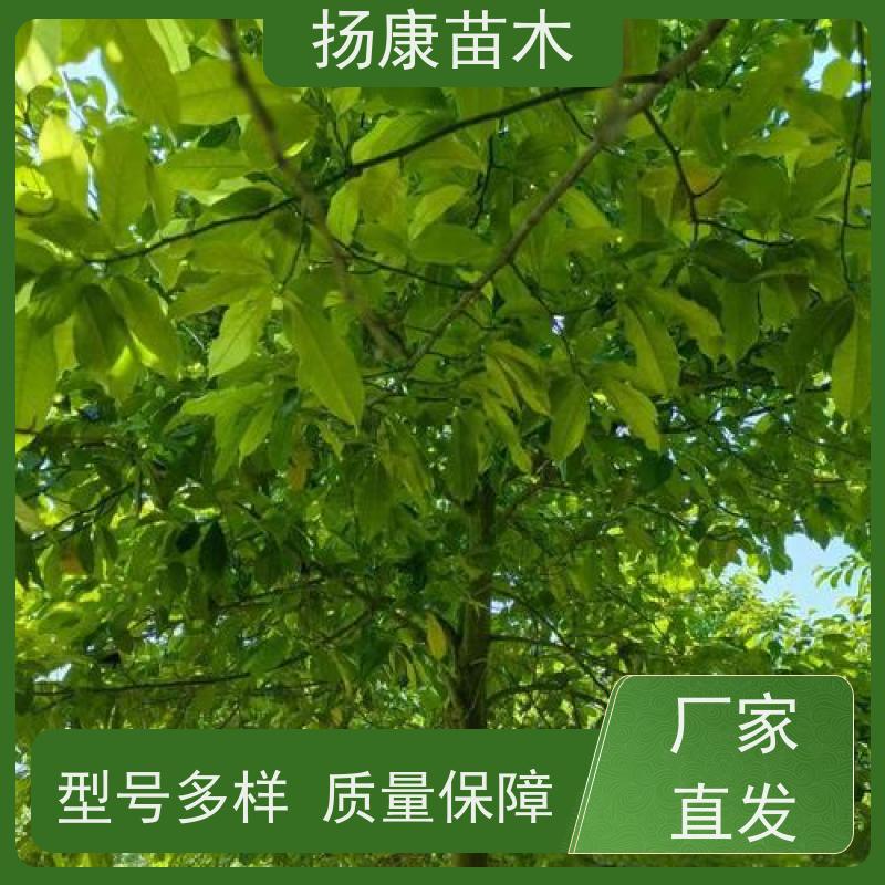 乐昌含笑树 枝叶繁茂 四季常青行道树 大量供应