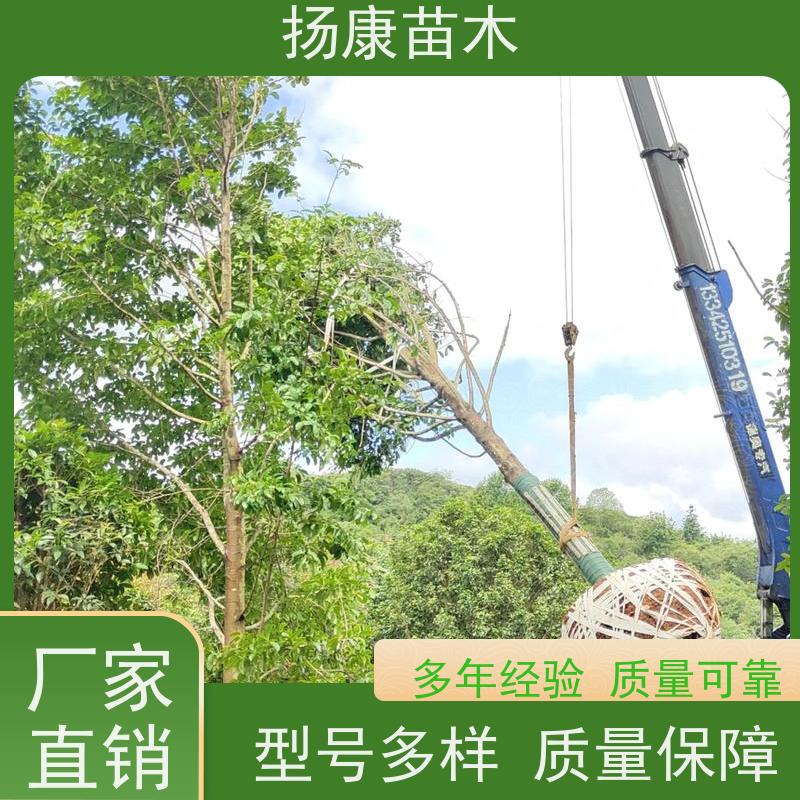 40公分乐昌含笑 花木基地 公园绿化行道树 优选常绿
