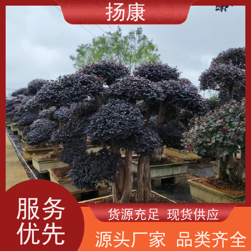 扬康 30公分红花继木桩 萌发力强，即使老桩移栽也成活率较高