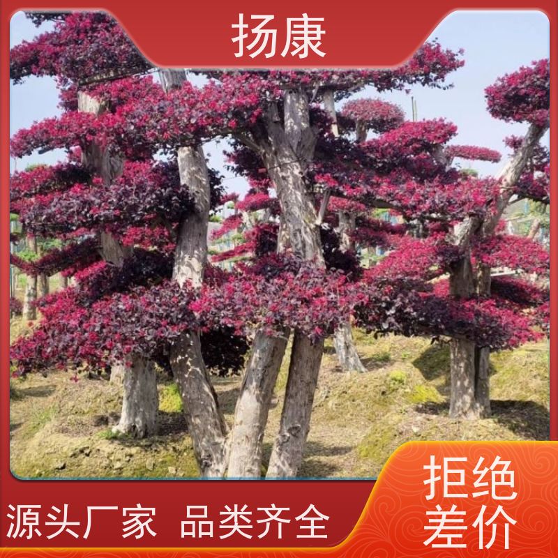 扬康 18公分红花继木桩 景区园林绿化工程苗 庭院造景栽植观赏苗