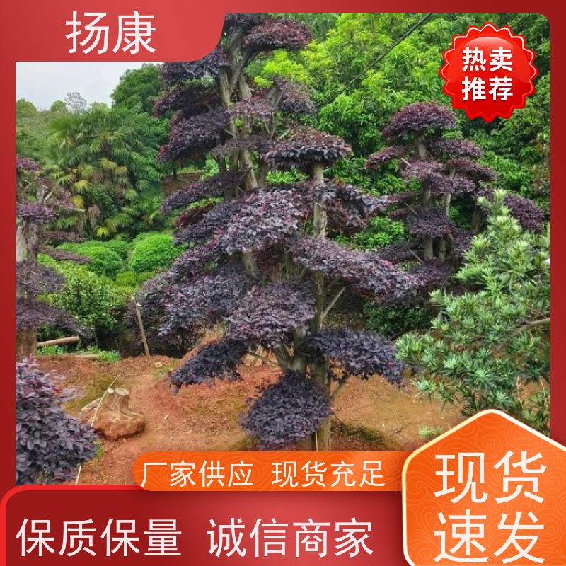 扬康 造型红花继木桩 园林景区观景苗木 绿化工程栽植 易成活