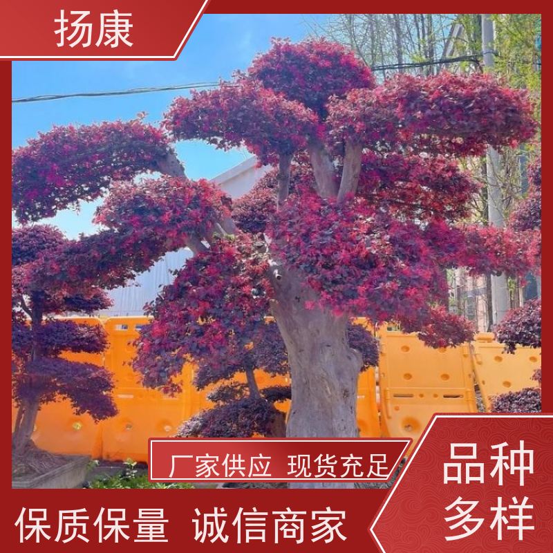扬康 20公分红花继木桩 5m高造型 多种规格桩景 基地直发