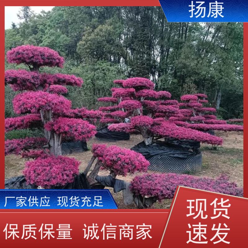 扬康 20公分红花继木桩 适应性强，耐寒、耐旱、耐贫瘠