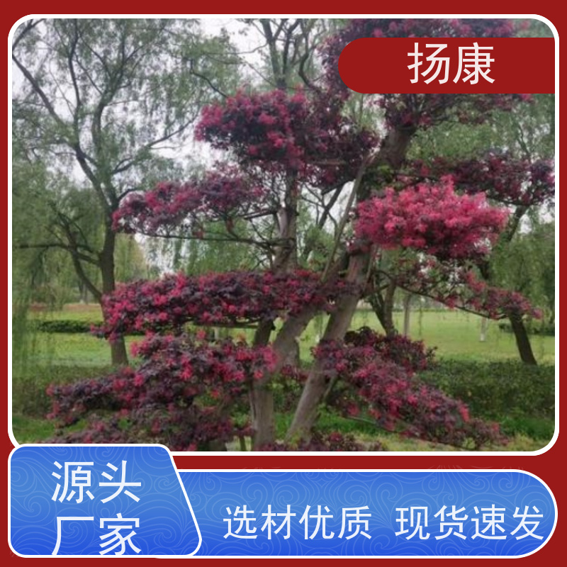 扬康 精品红花继木古桩 园林景区观景苗木 绿化工程栽植 易成活