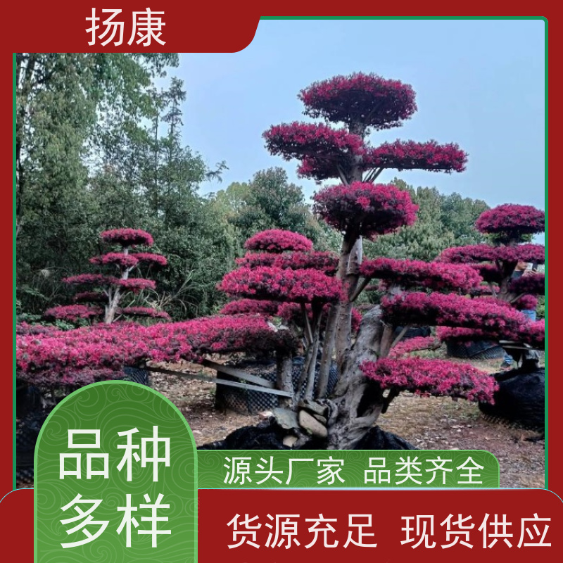 扬康 40公分红花继木桩 庭院绿植花卉篱笆围墙四季红叶彩色盆景球桩