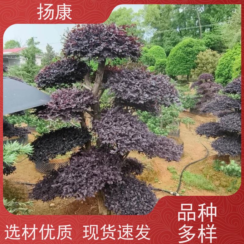 扬康 15公分红花继木桩 适应性强，耐寒、耐旱、耐贫瘠