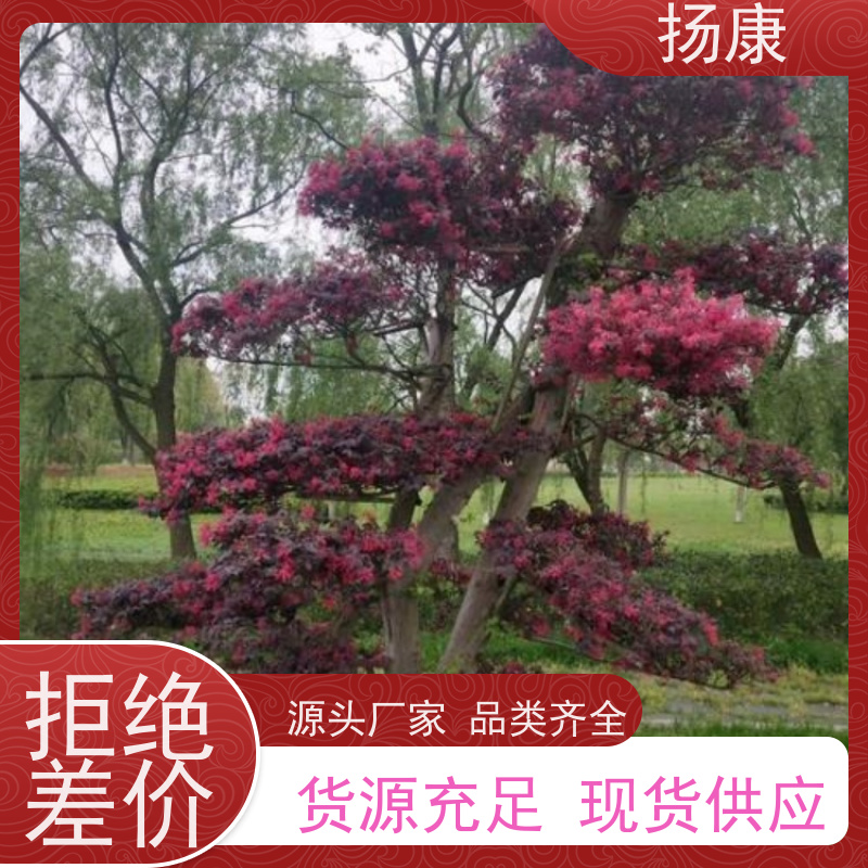 扬康 造型红花继木桩 庭院绿植花卉篱笆围墙四季红叶彩色盆景球桩