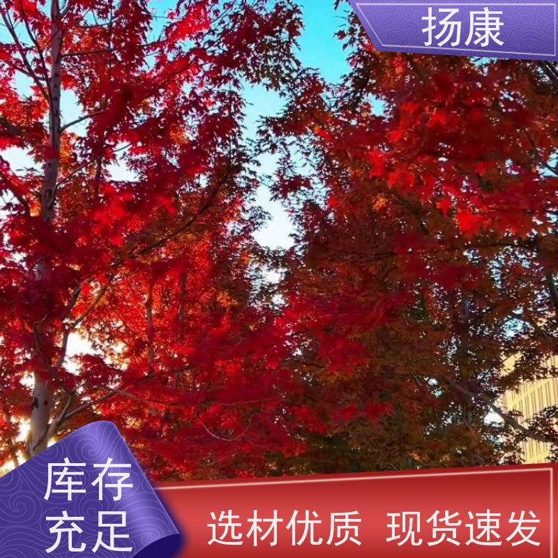 扬康 红花继木桩 适合用于庭院、公园或艺术展览空间