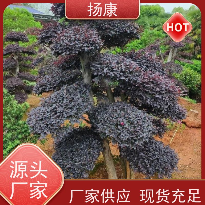扬康 15公分红花继木桩 园林别墅庭院绿化桩 多种规格品种齐全