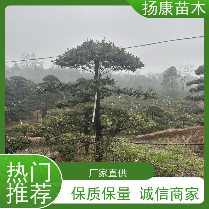 扬康苗木 百亩基地直供 绿意盎然 造型美观 生长旺盛 12公分罗汉松