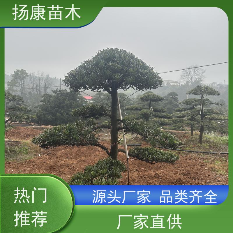 扬康苗木 规格齐全 形状优美 风景绿化树 基地供应 30公分罗汉松