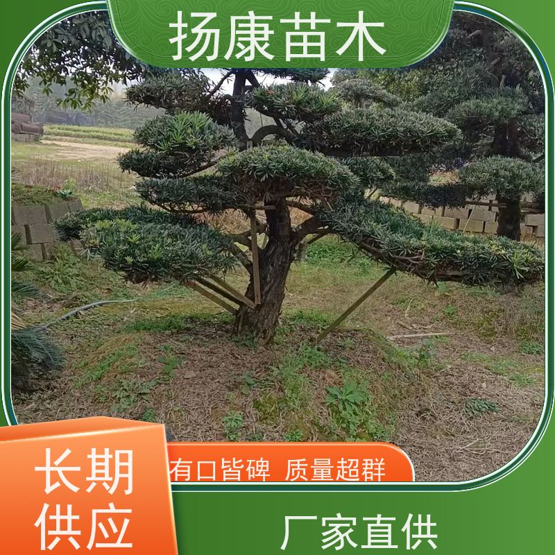 扬康苗木 黑松 迎客松别墅庭院绿化树 小叶罗汉松
