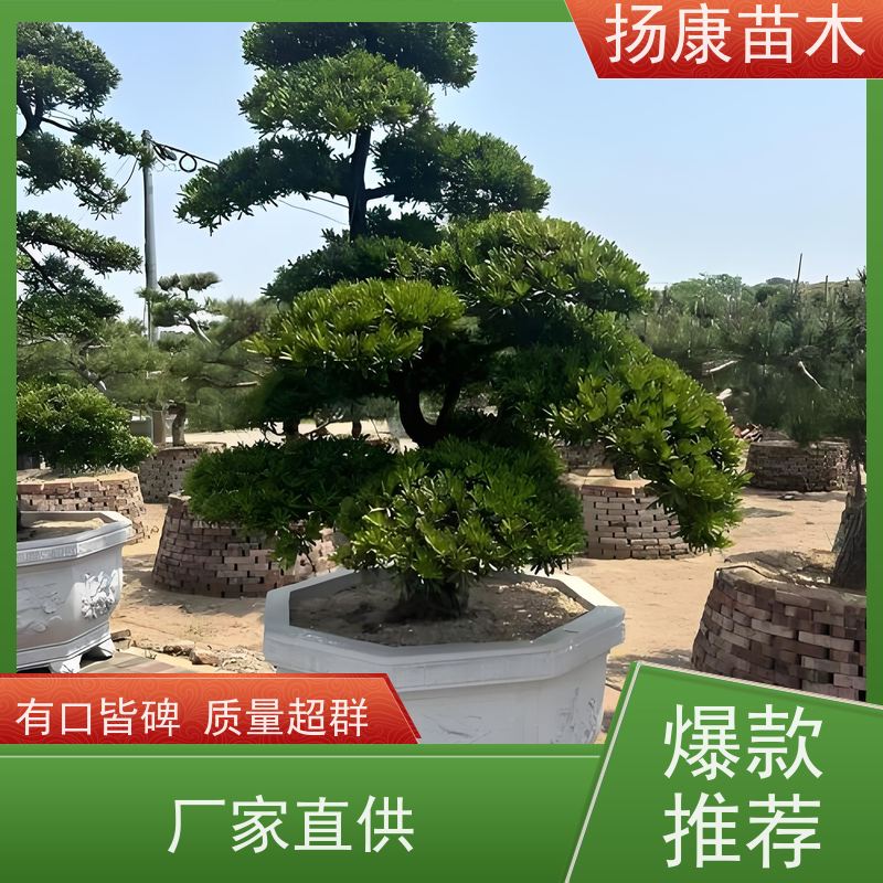 扬康苗木 地采购 庭院别墅主景树 品种齐全 罗汉松毛坯