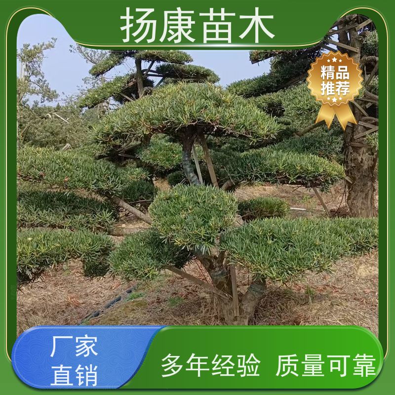 扬康苗木 规格齐全 形状优美 风景绿化树 基地供应 宽叶罗汉松