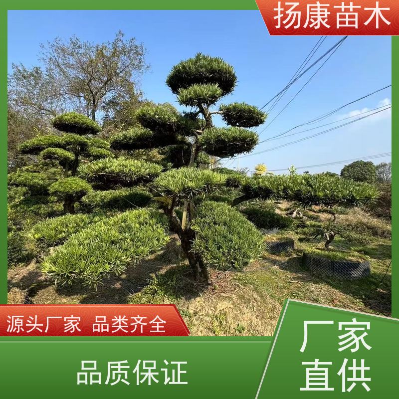 扬康苗木 黑松 迎客松别墅庭院绿化树 雀舌罗汉松