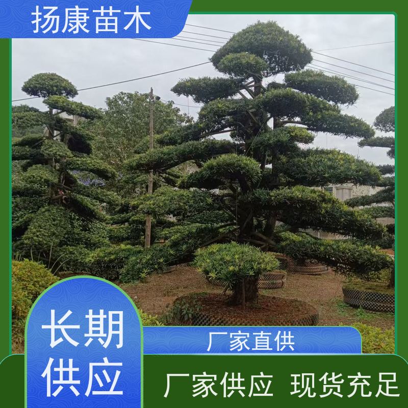 扬康苗木 规格齐全 形状优美 风景绿化树 珍珠罗汉松