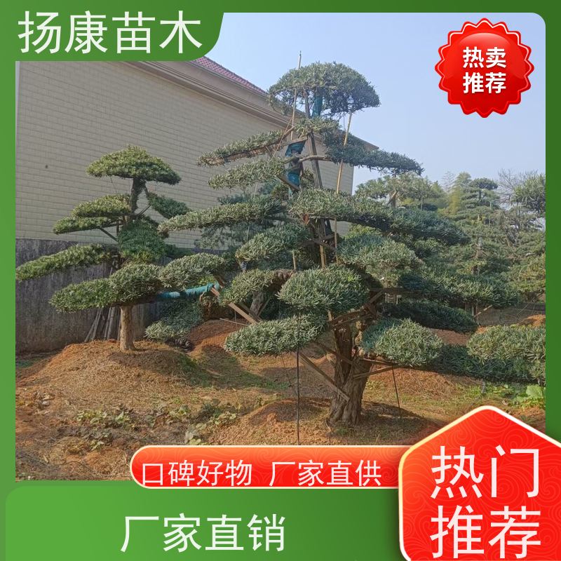 扬康苗木 园林庭院造景植物 成活率高 规格齐全 罗汉松