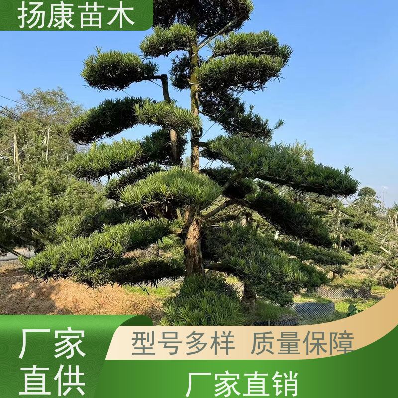 扬康苗木 景区园林绿化用 黑松 别墅庭院风景树 小叶罗汉松