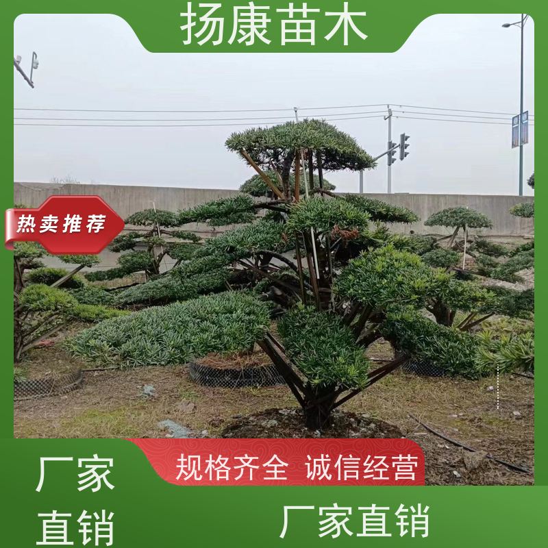 扬康苗木 别墅庭院 工程一站式 带土球发货 精品造型罗汉松