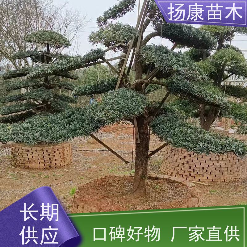 扬康苗木 基地直供 四季常青植物 多种规格可选 15公分罗汉松