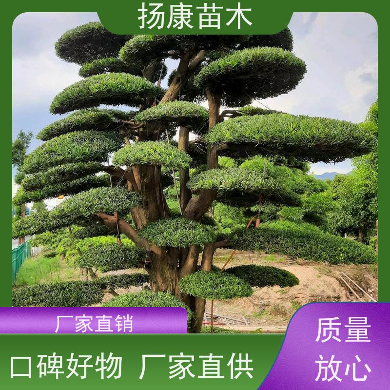 扬康苗木 可购园林造型树 绿化景观优选 冠幅3米 12公分罗汉松
