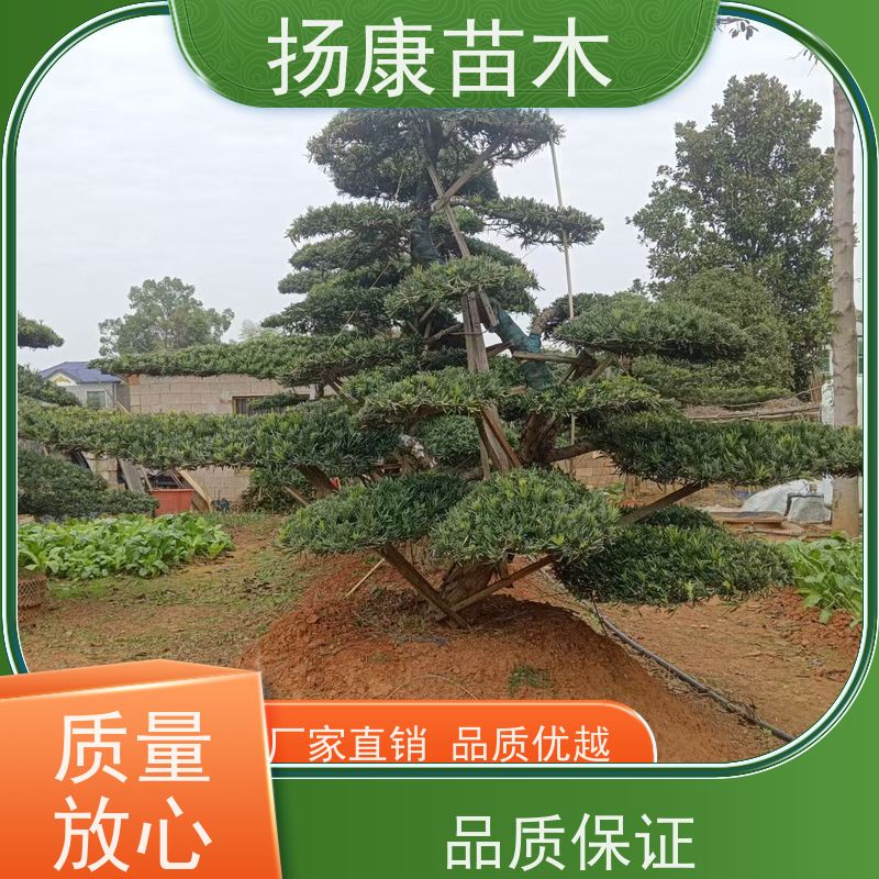 扬康苗木 规格齐全 别墅景区道路园林绿化大型造景树 12公分罗汉松