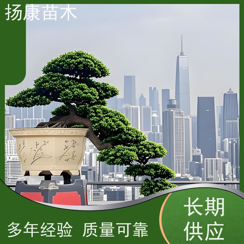 扬康苗木 园林庭院造景植物 成活率高 规格齐全 海岛罗汉松