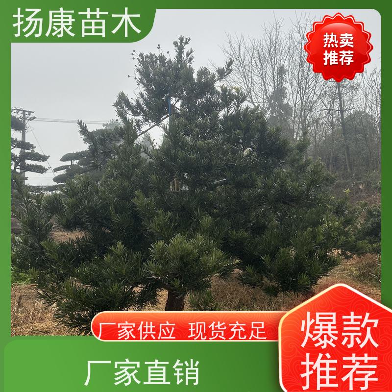 扬康苗木 别墅庭院 工程一站式 带土球发货 金钻罗汉松