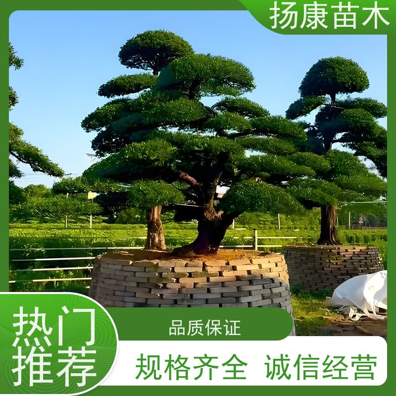 扬康苗木 别墅庭院 工程一站式 带土球发货 15公分罗汉松
