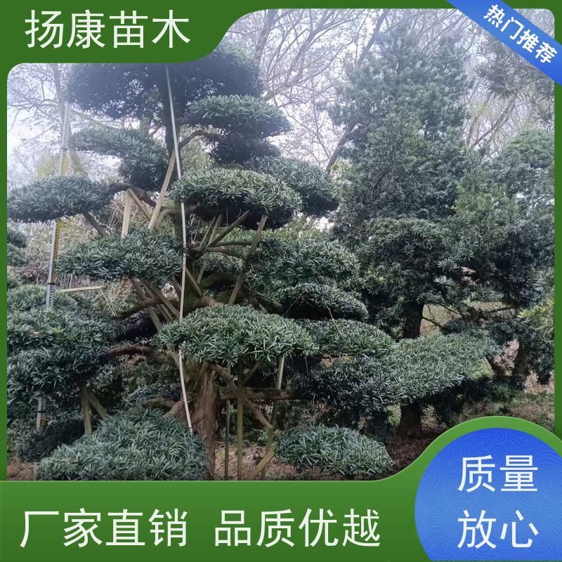 扬康苗木 规格齐全 别墅景区道路园林绿化大型造景树 15公分罗汉松
