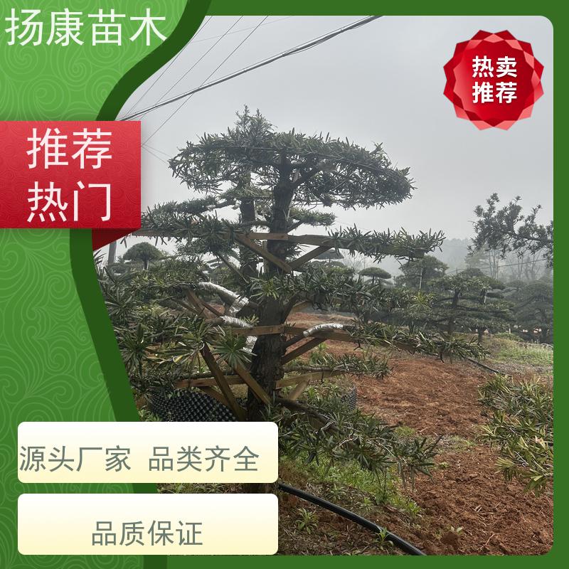 扬康苗木 黑松 迎客松别墅庭院绿化树 贵妃罗汉松