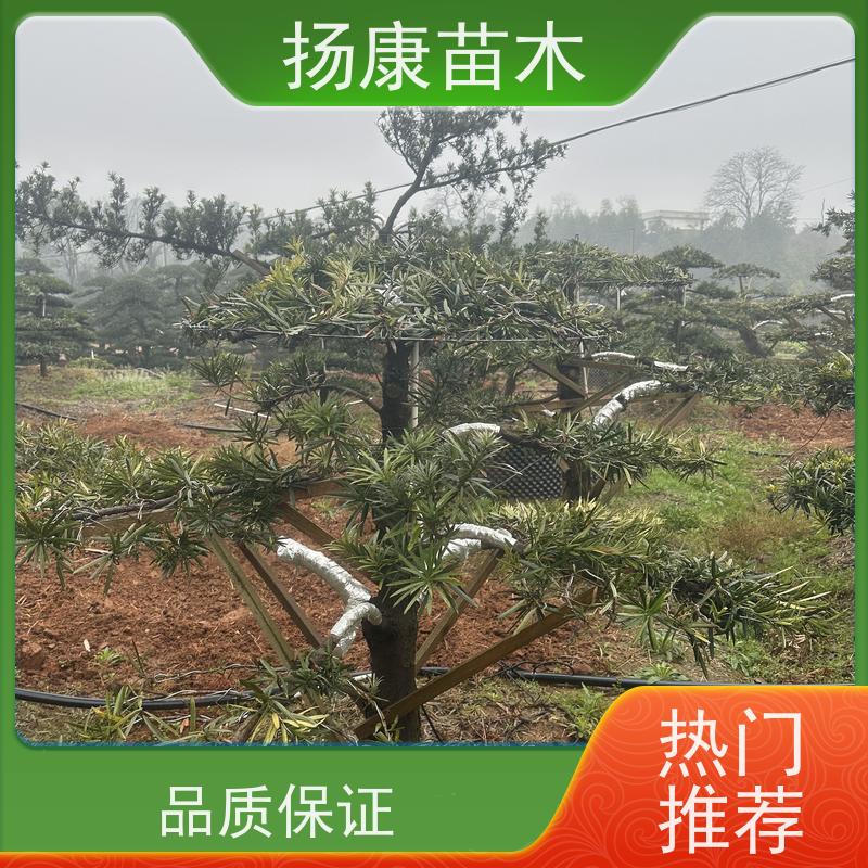 扬康苗木 别墅庭院 工程一站式 带土球发货 12公分罗汉松