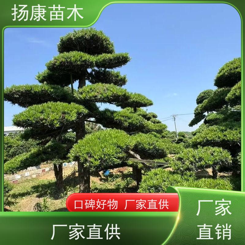 扬康苗木 园林庭院造景植物 成活率高 规格齐全 米叶罗汉松