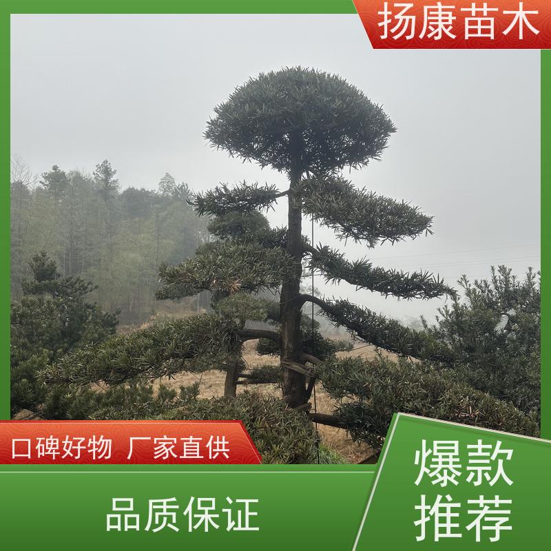 扬康苗木 可购园林造型树 绿化景观优选 冠幅3米 斜飘罗汉松