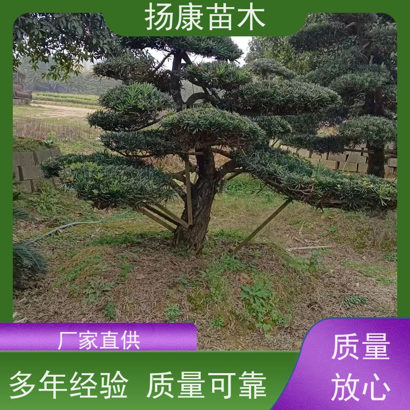 扬康苗木 美观大气 庭院园林造景树 20公分罗汉松