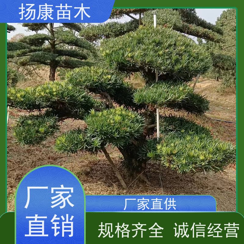 扬康苗木 全国供应 庭院小区景区别墅常绿观花盆栽 20公分罗汉松
