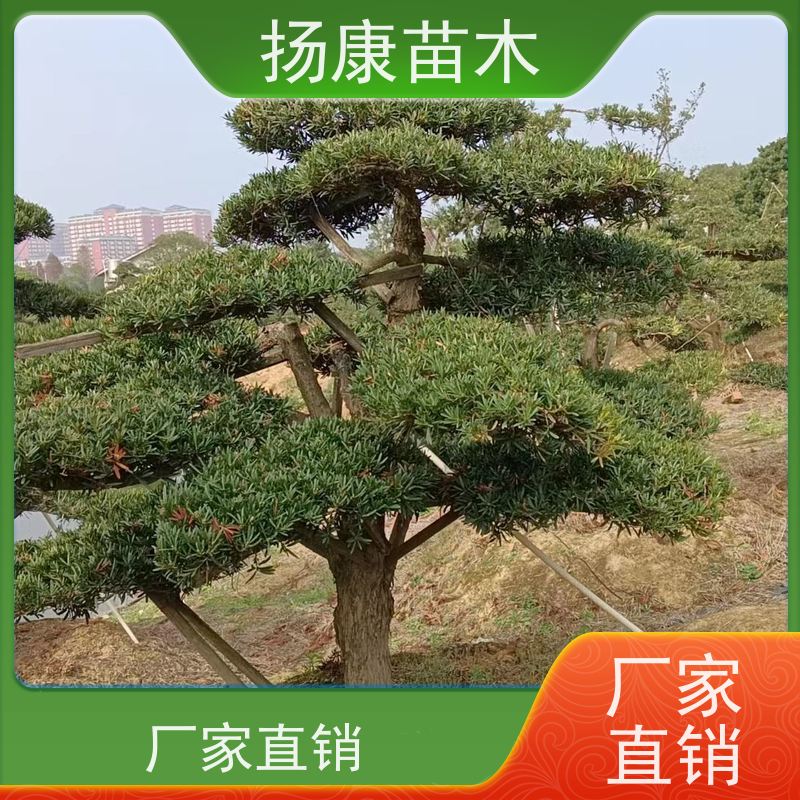 扬康苗木 规格齐全 形状优美 风景绿化树 基地供应 金钻罗汉松