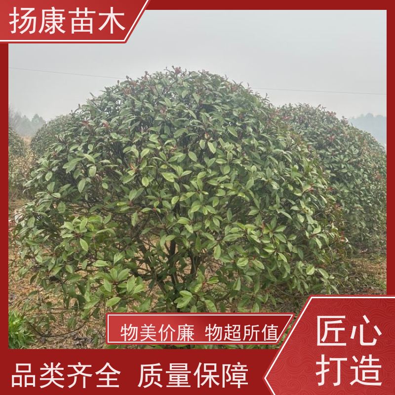 杨康苗木 80-200cm 耐阴耐旱 适应性强 红叶石楠球 