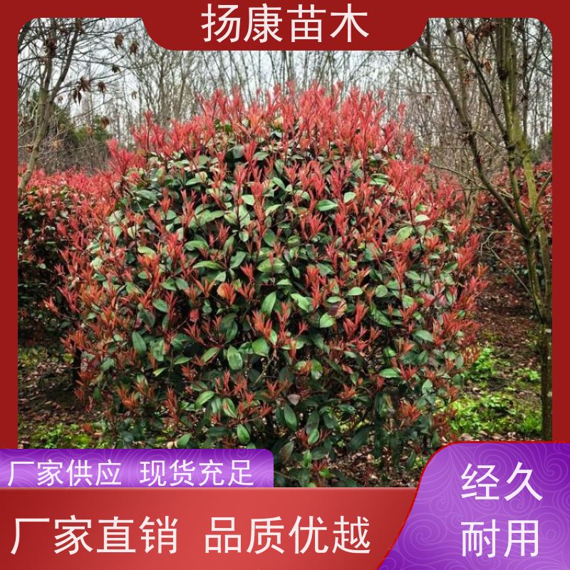 杨康苗木 现挖出售 彩叶工程绿化木易成活 10公分红叶石楠球