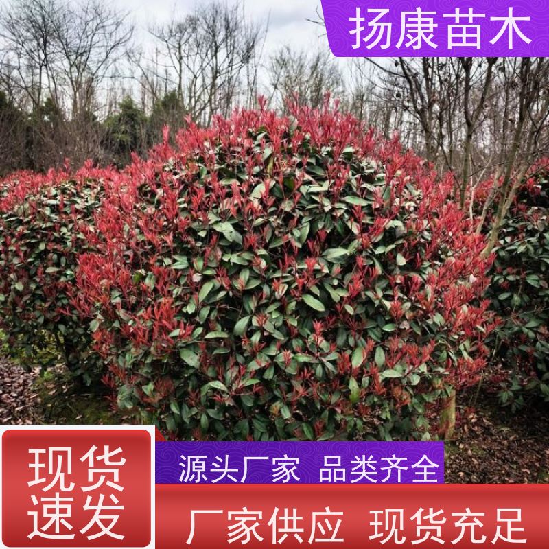 杨康苗木 根系旺盛 园林绿化植物 耐修剪 12公分红叶石楠球